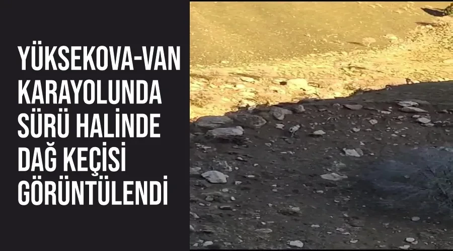 Yüksekova-Van karayolunda sürü halinde dağ keçisi görüntülendi