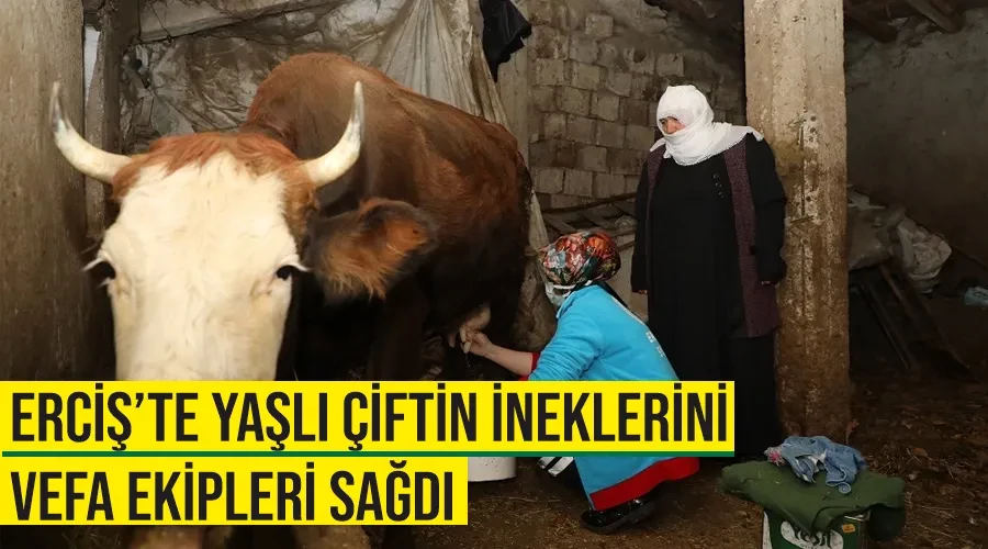 Erciş’te yaşlı çiftin ineklerini Vefa Ekipleri sağdı