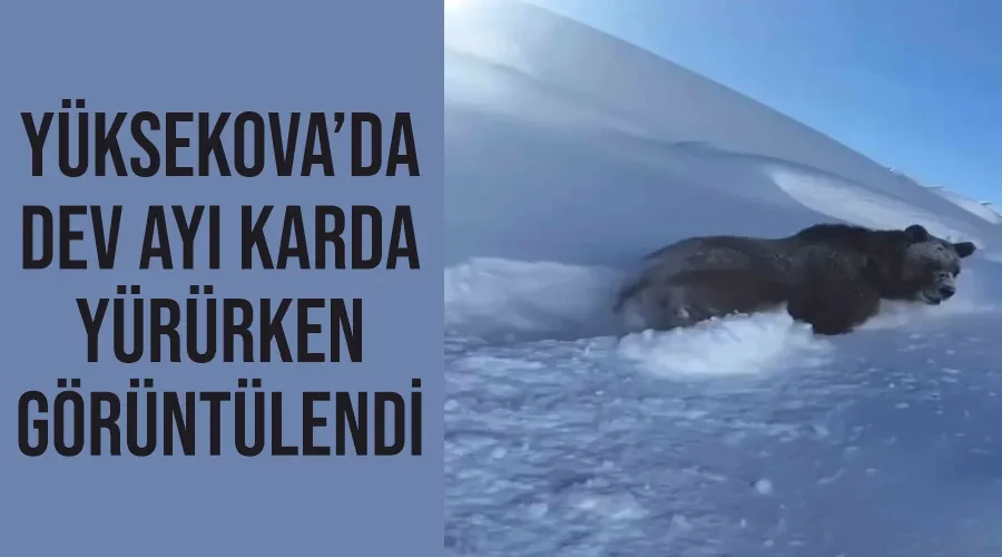 Yüksekova’da dev ayı karda yürürken görüntülendi