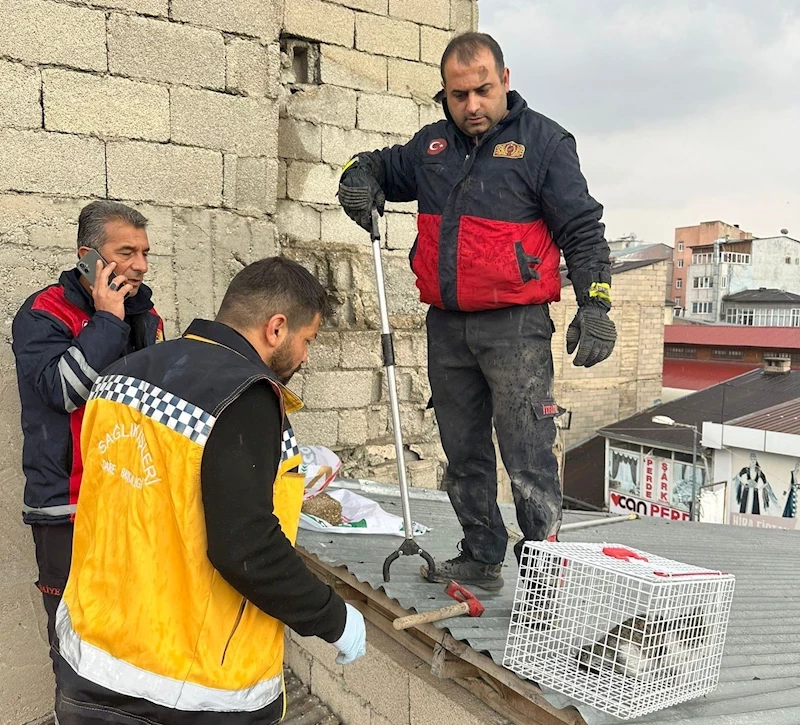 Çatıda mahsur kalan kedi itfaiye ekipleri tarafından kurtarıldı