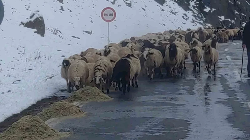 Van’da besicilerin zorlu kış mesaisi başladı