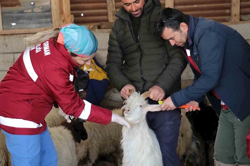 Van’da zorlu kış şartlarına rağmen aşı ve küpe çalışmaları sürüyor