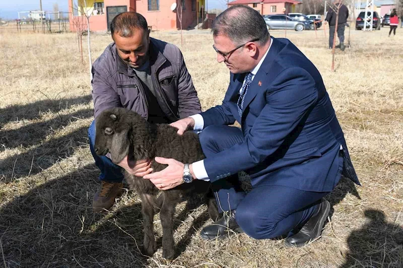 Van’da koyunculuk projesi başarıyla devam ediyor