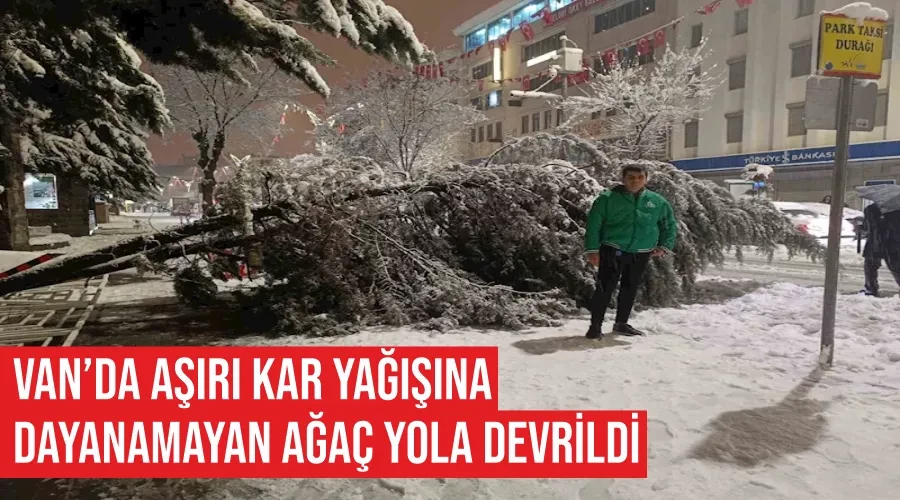 Van’da aşırı kar yağışına dayanamayan ağaç yola devrildi