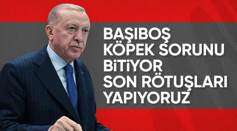 Cumhurbaşkanı Erdoğan: Başıboş köpek sorununda son rötuşları yapıyoruz