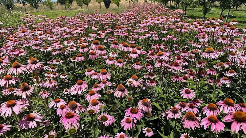 Van’da tıbbi bitkiler, doğal fotoğraf stüdyosuna döndü