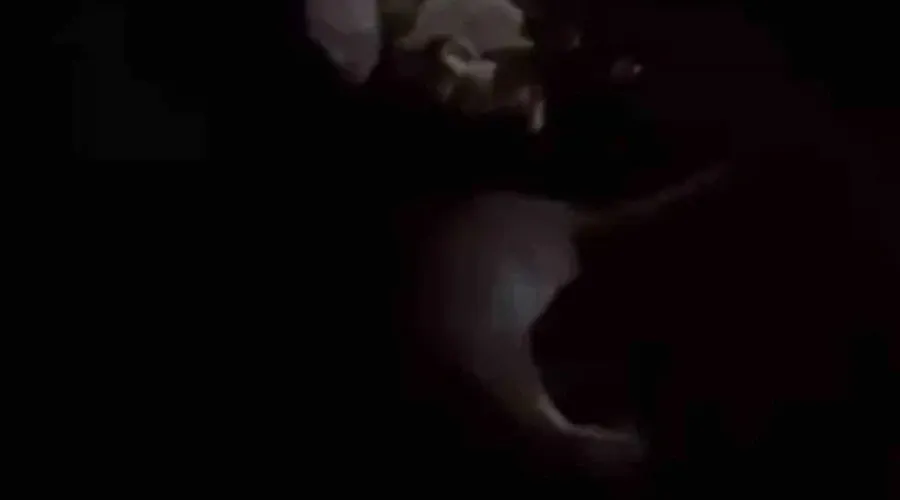 Yüksekova’da su samuru görüntülendi