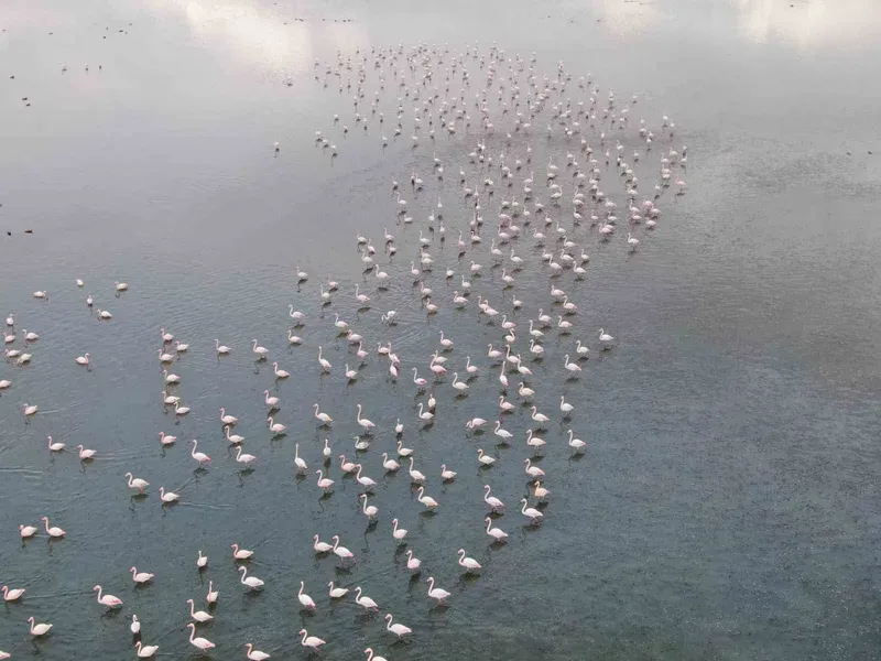 Urmiye Gölü kuruyunca flamingolar Van’a akın etti