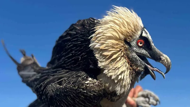 Van’da tedavi edilen yırtıcı kuşlar doğal yaşam alanına salınıyor