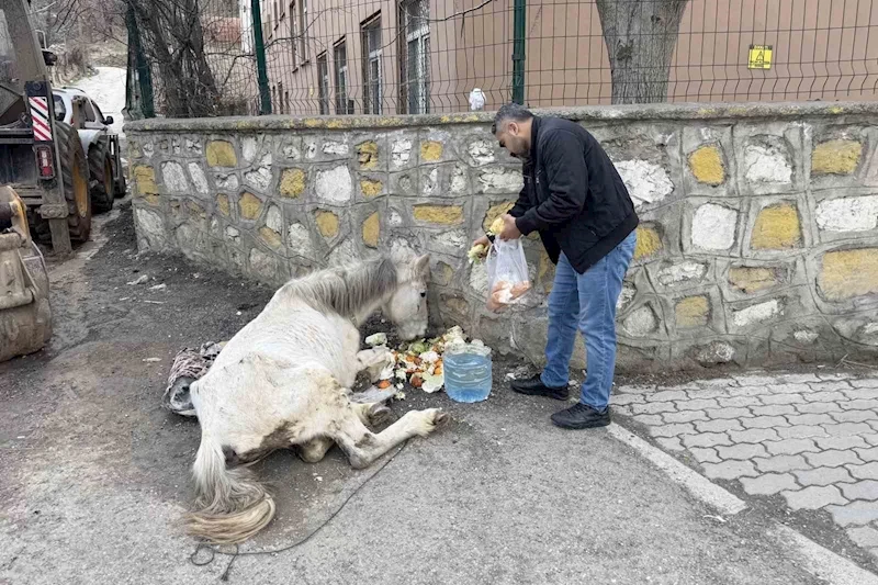 Açlık ve yorgunluktan yere yığılan katır hayata tutundu