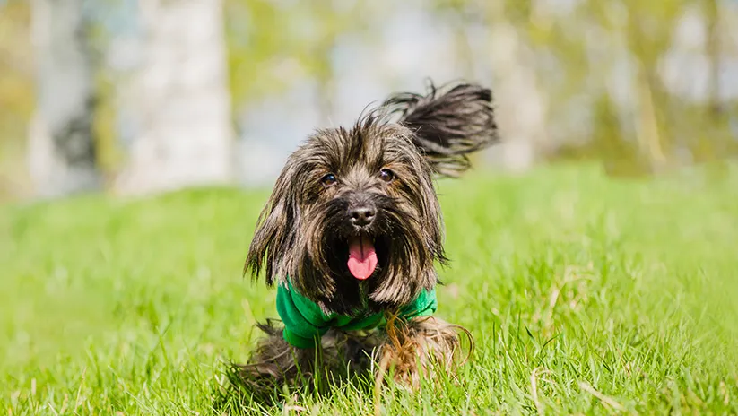 Köpeğinizin Mutlu Olduğunu Gösteren Belirtiler