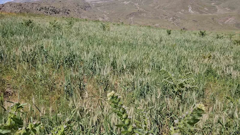 Adilcevaz’da aşırı soğuktan dolayı buğday başakları boş kaldı