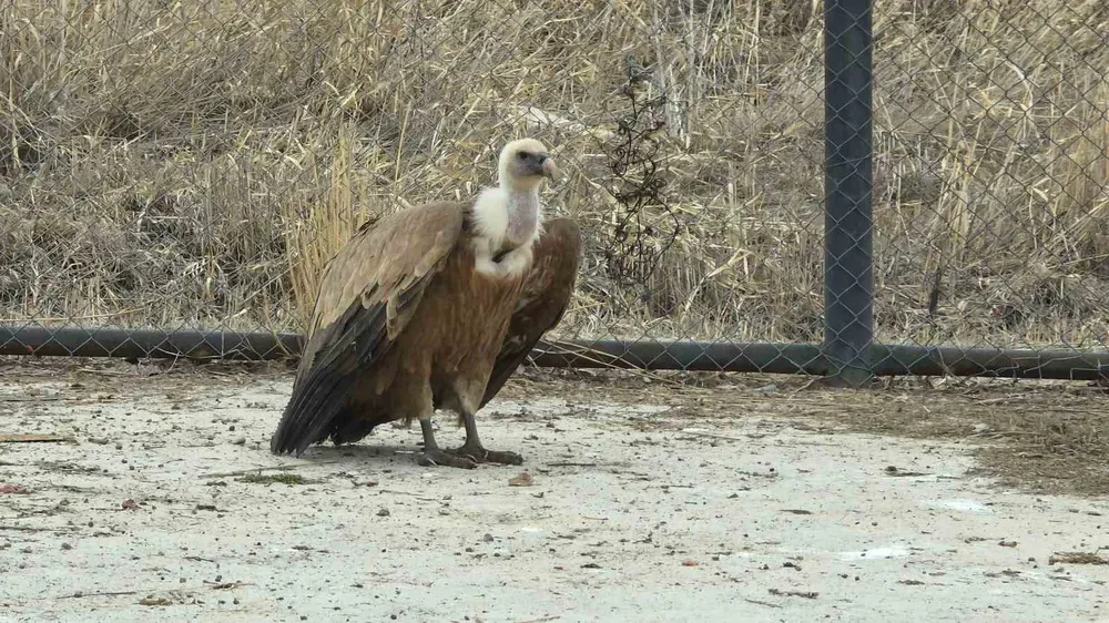 Van'da tedavi edilen yaban kuşları özgürlüğe kanat çırpmaya hazır