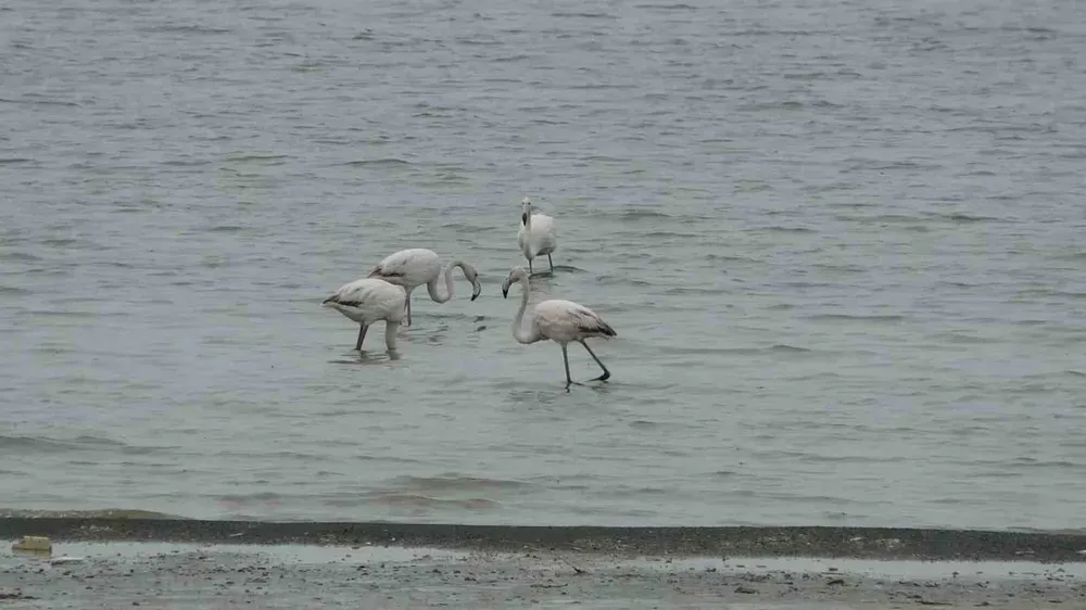 Allı turnalar bu yıl Van’a erken geldi