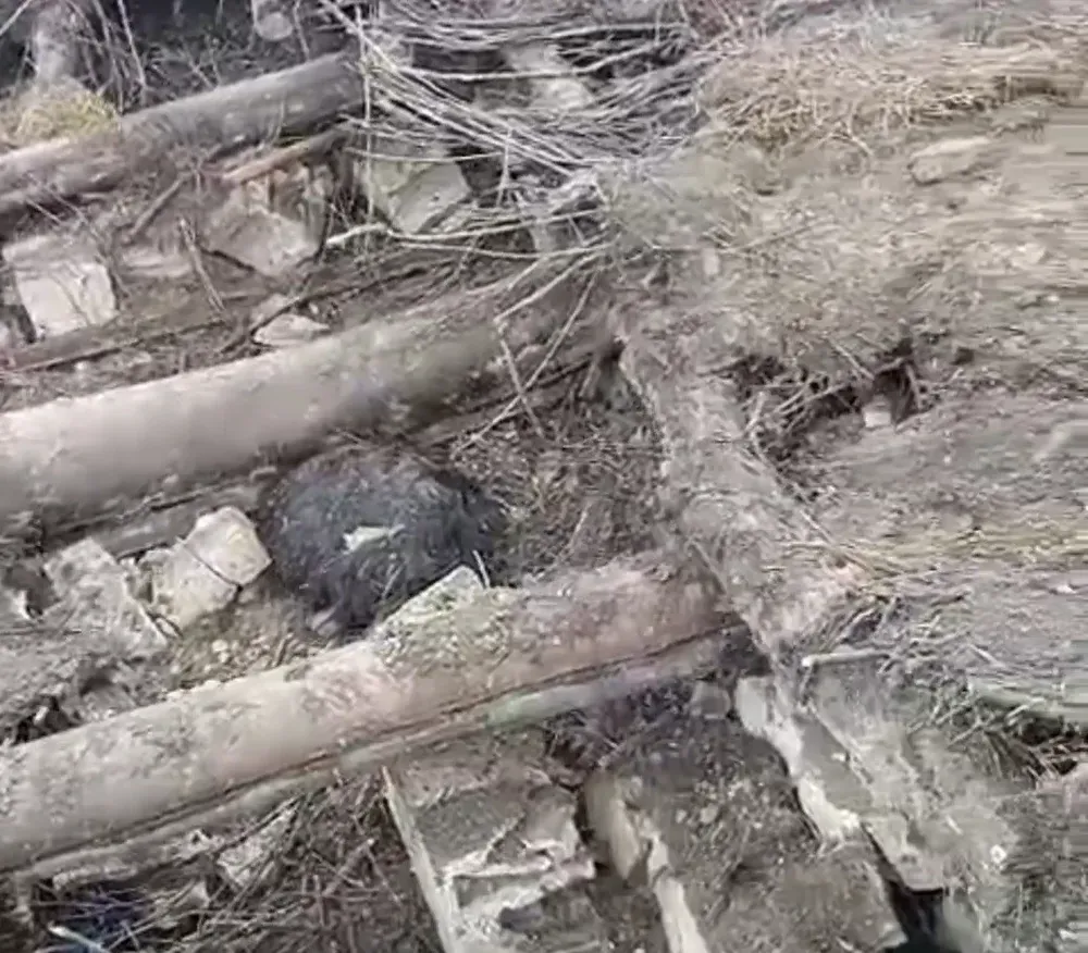 Başkale’de ahır çöktü: 20 küçükbaş hayvan göçük altında kaldı