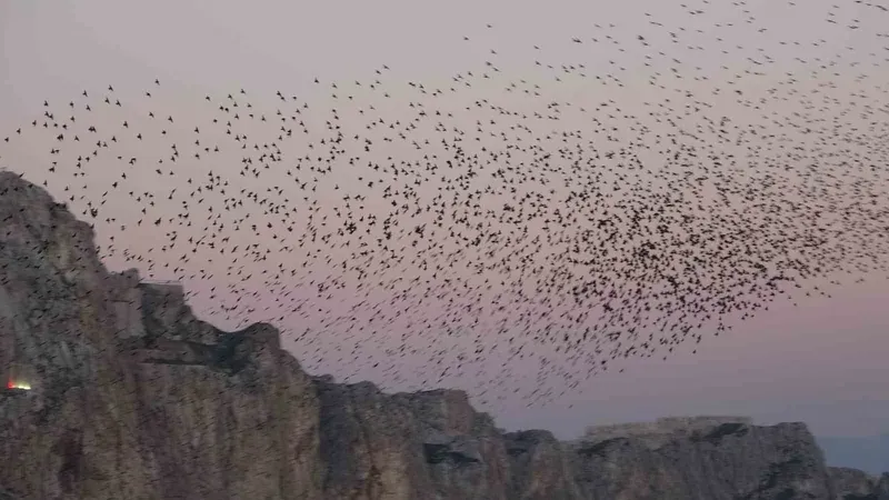Van Kalesi’nde eşsiz bir gösteri: Sığırcık kuşları havada dans etti